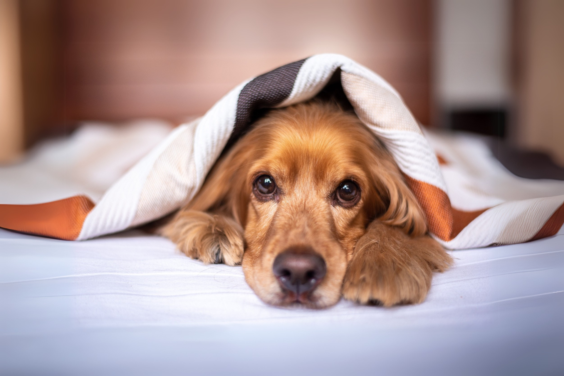 Kiskedvenced is veled tarthat