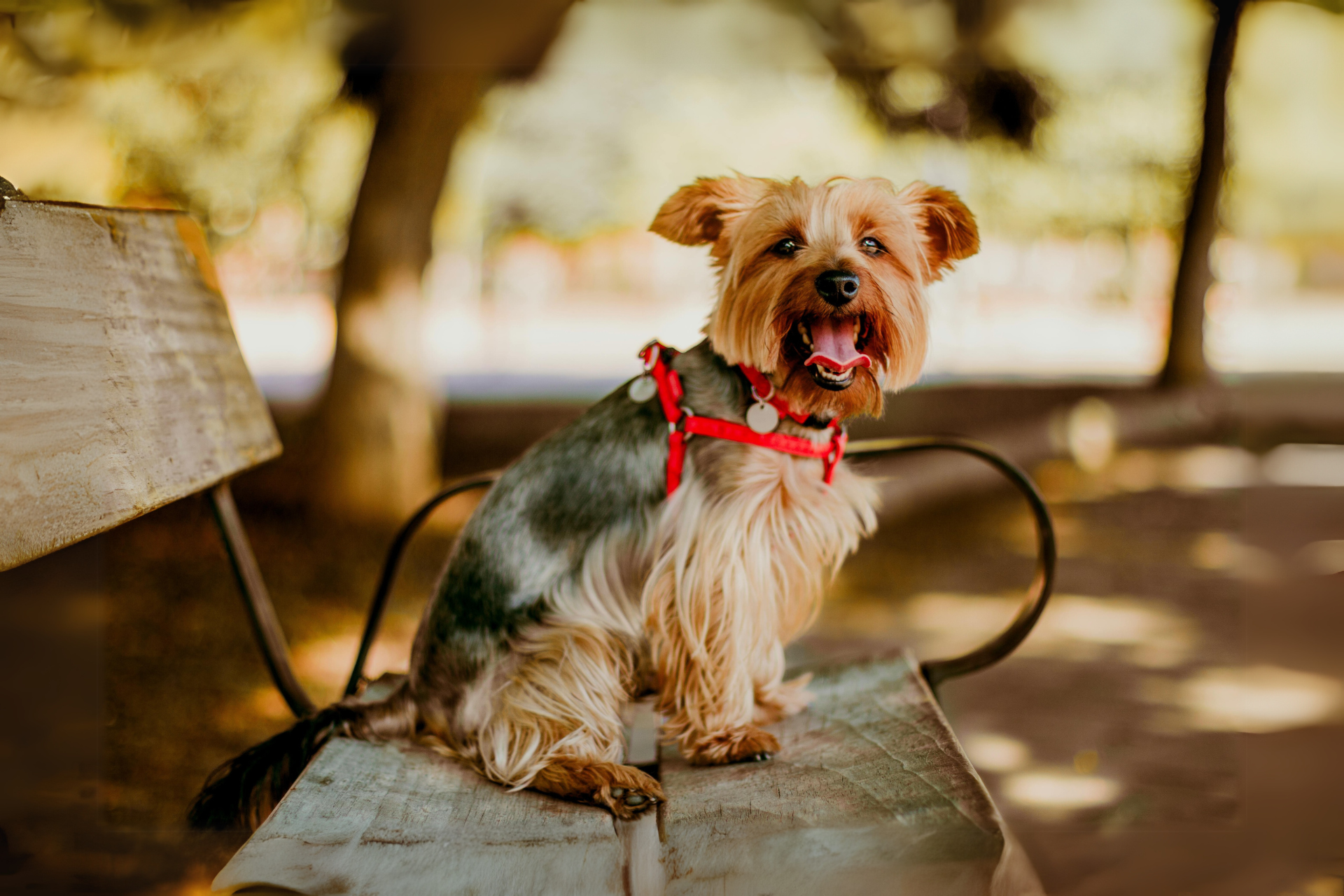 Kiskedvenced is veled tarthat