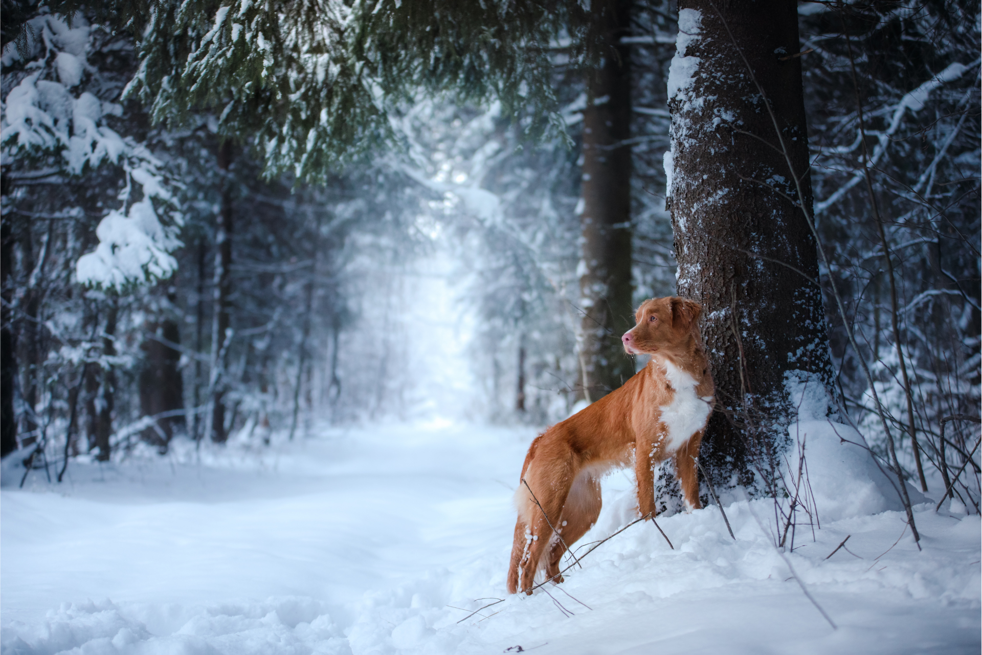 Kiskedvenced is veled tarthat