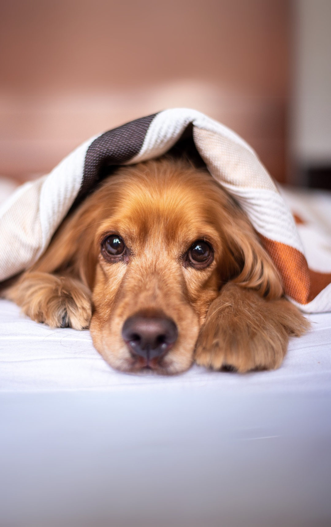 Kiskedvenced is veled tarthat