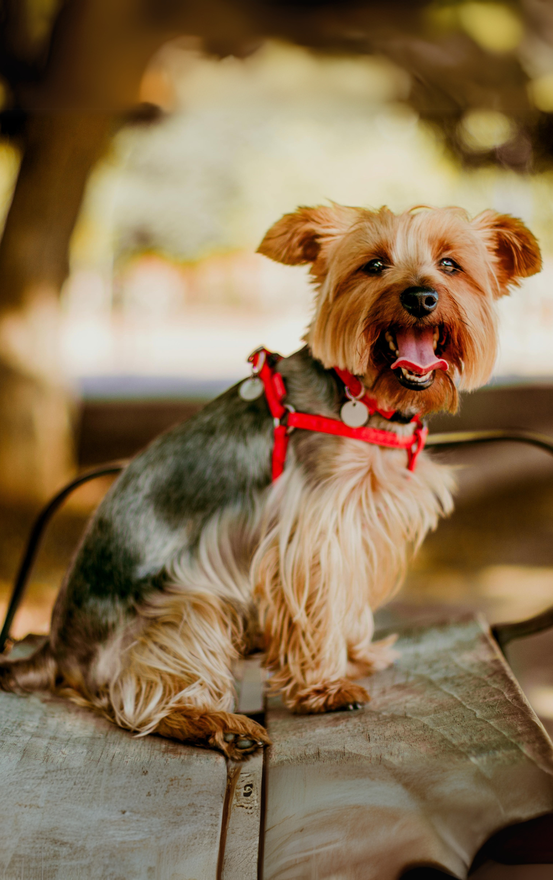 Kiskedvenced is veled tarthat