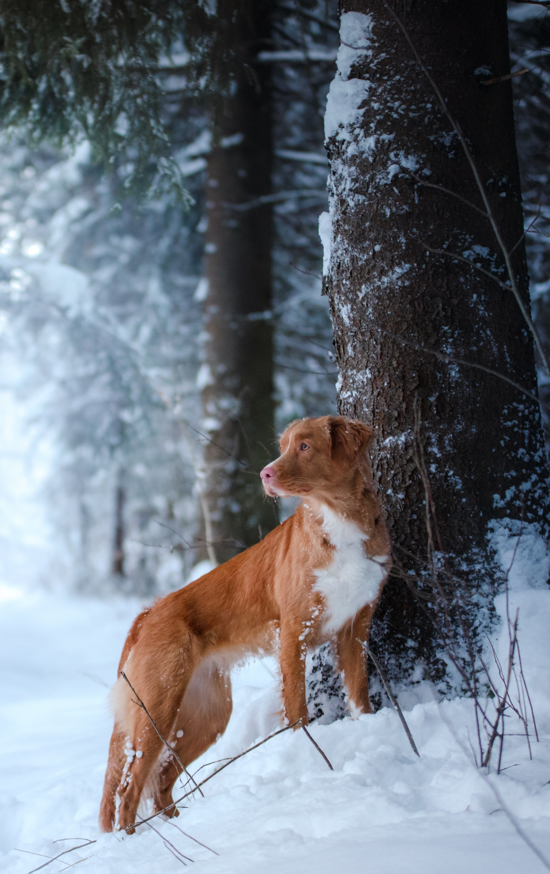 Kiskedvenced is veled tarthat